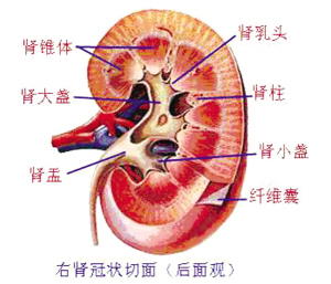 关于<em>肾结石</em>是<em>怎么形成的</em>_上海宏康结石病医院